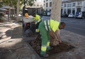 Arreglos en árboles y vegetación de la plaza del Ayuntamiento